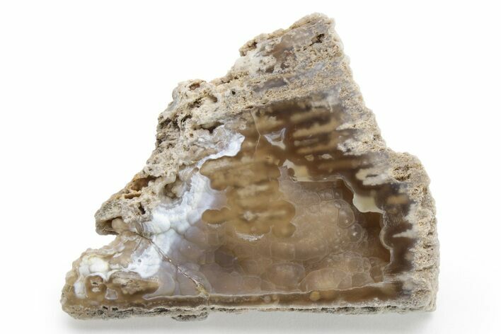 Agatized Fossil Coral - Florida #225135